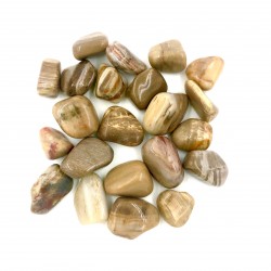 Bois Fossile (bois pétrifié)