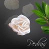 Rose du desert ou Rose des sables Rose du desert ou Rose des sables